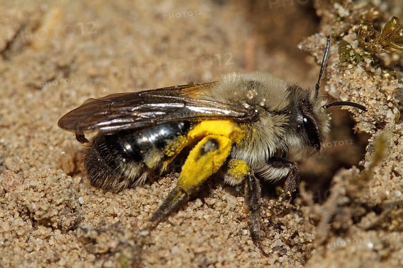 Grey-backed Mining-bee