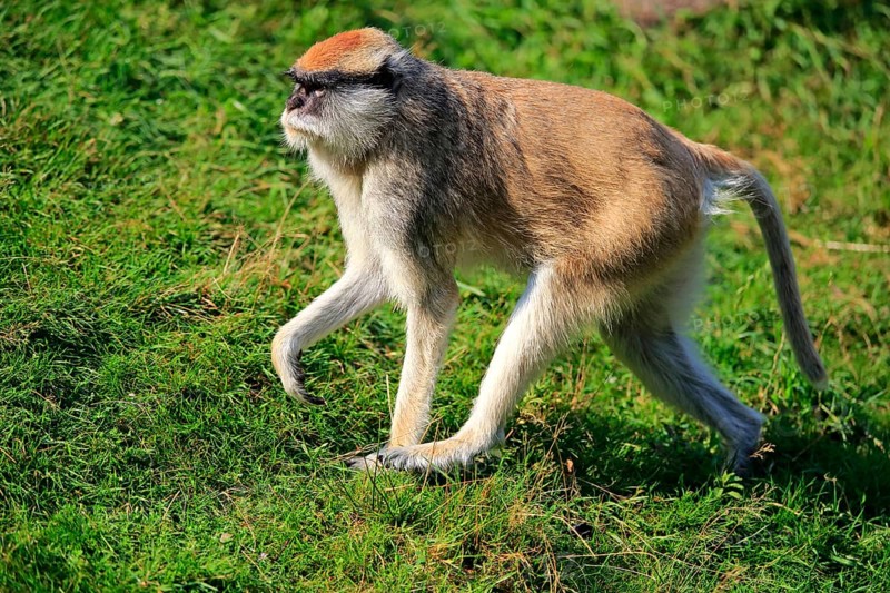 Common patas monkey