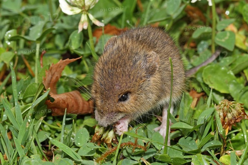 Wood mouse