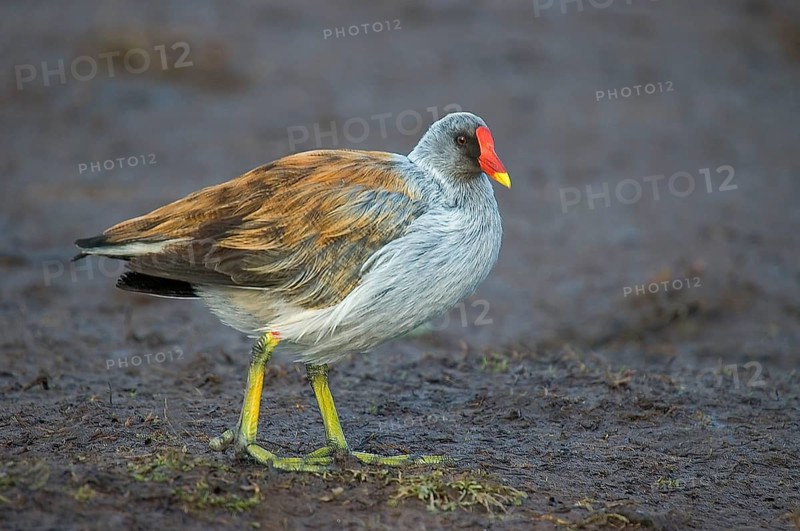 Moorhen