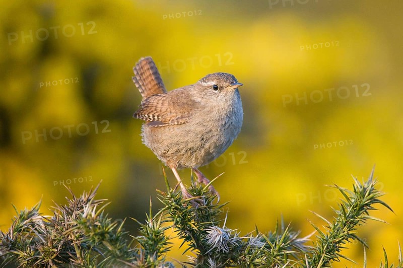Wren