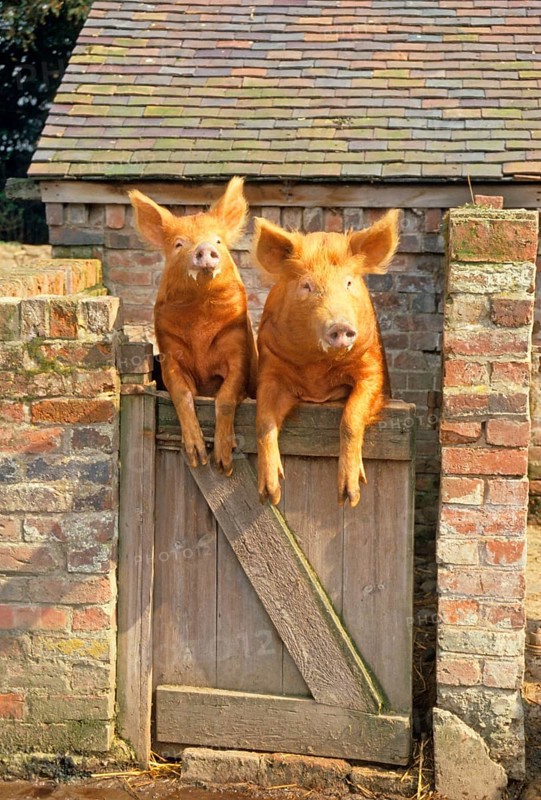 Domestic pig