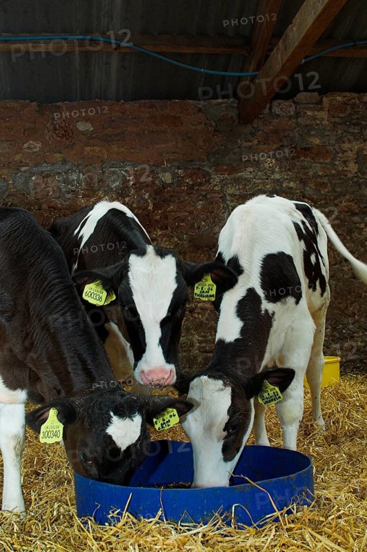 Domestic cattle