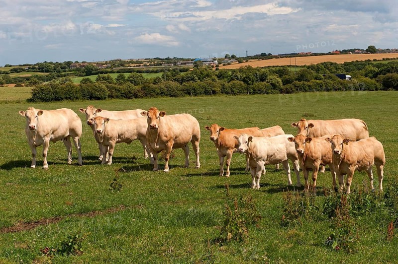 Domestic cattle