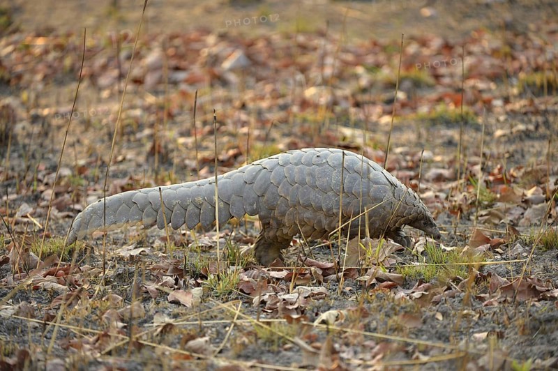 Temminck's Ground Pangolin