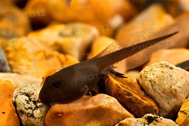 Common common toad