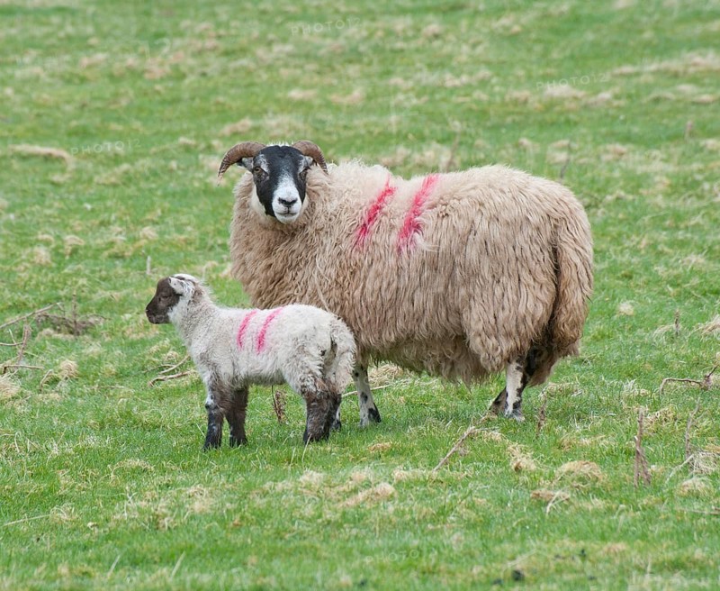 Domestic Sheep