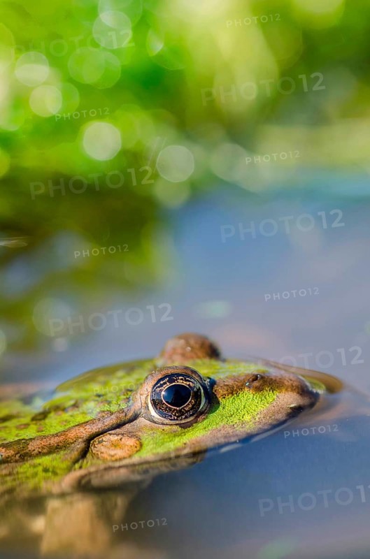Marsh frog