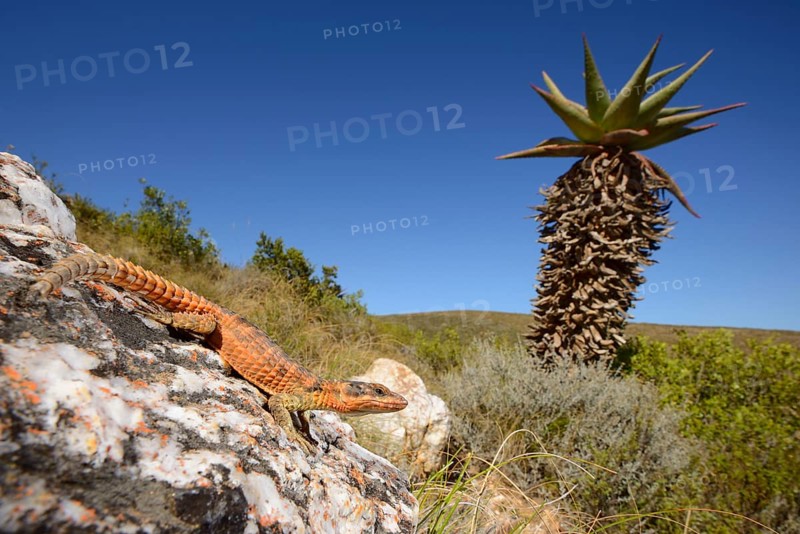 Cape Girdled Lizard