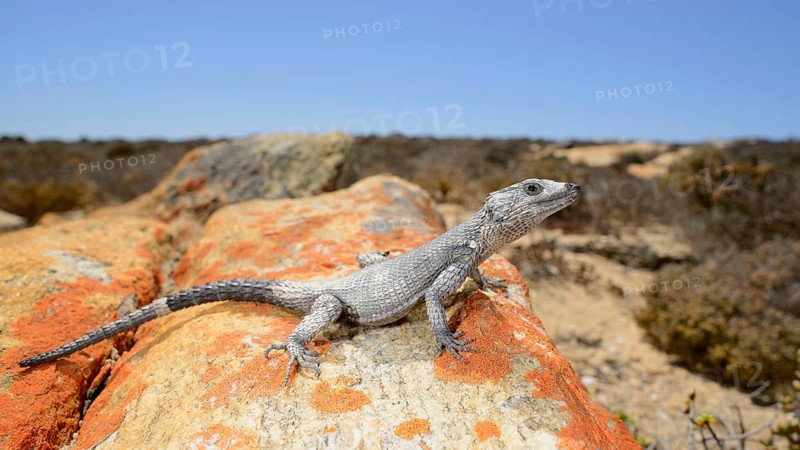 Karusasaurus polyzonus