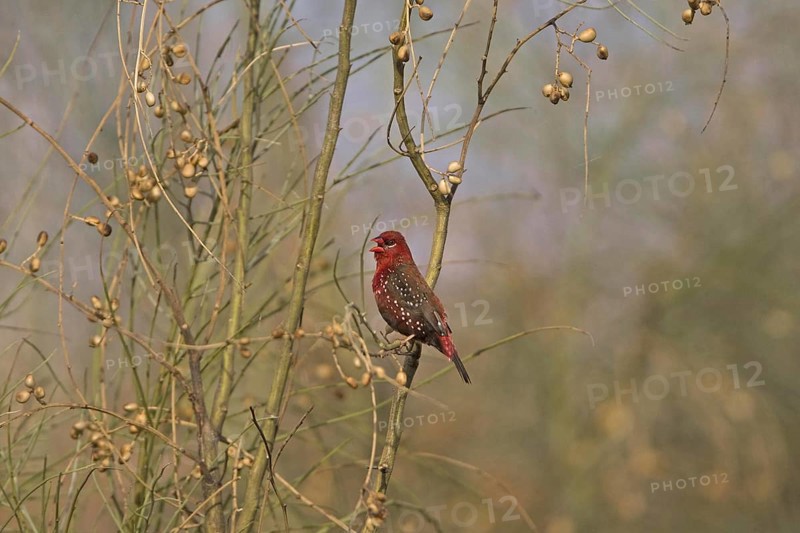 Red Avadavat