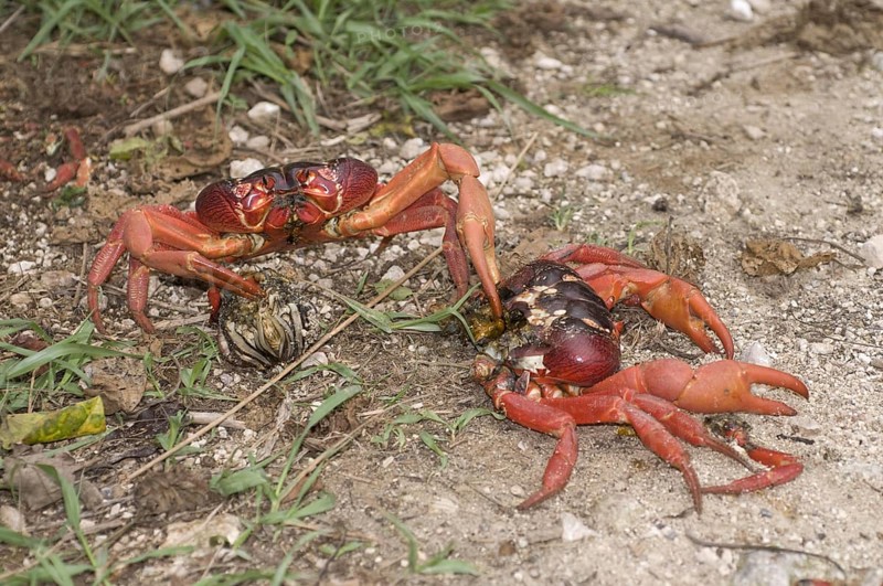 Christmas island red crab