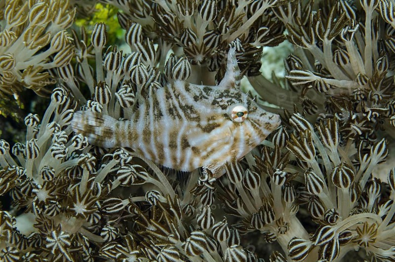 Radial Filefish