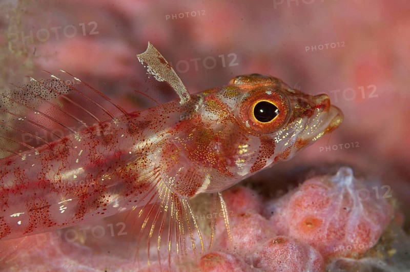 Longjaw Triplefin