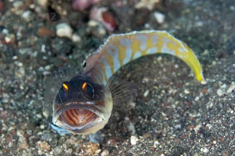 Golden-breasted dace