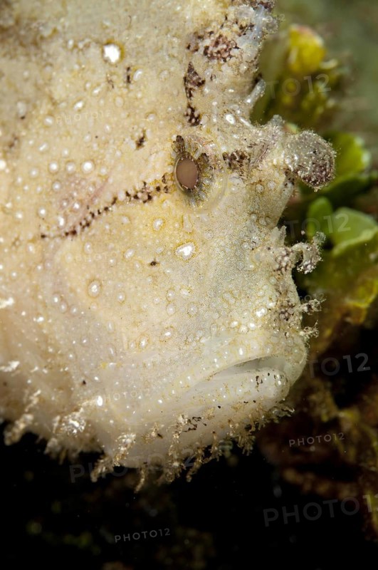 Leaf scorpionfishes