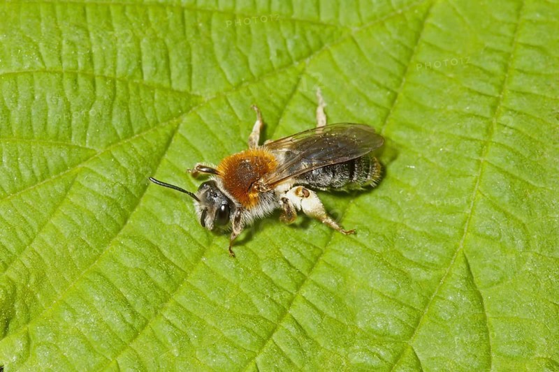 Red-crested Sand Bee