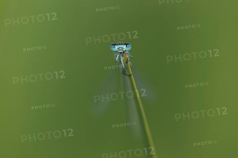 Azure Damselfly
