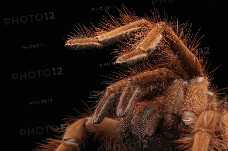 Venezuela Giant Bird Spider