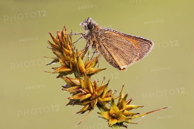 Small Skipper