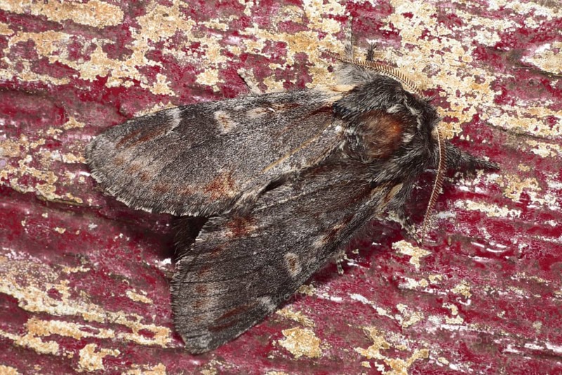 Iron iron prominent