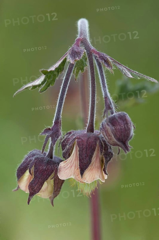 Water Avens