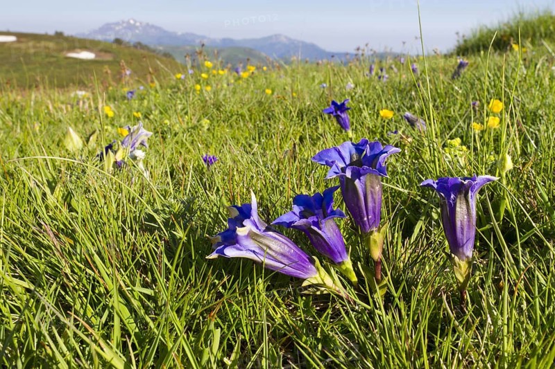 Trumpet Gentian