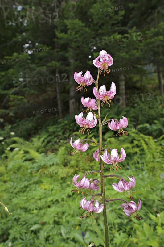 Martagon Lily
