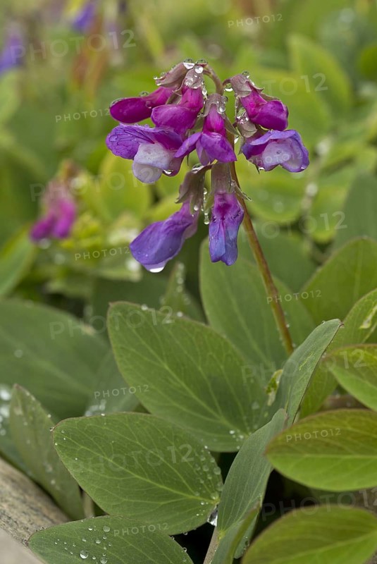Sea pea