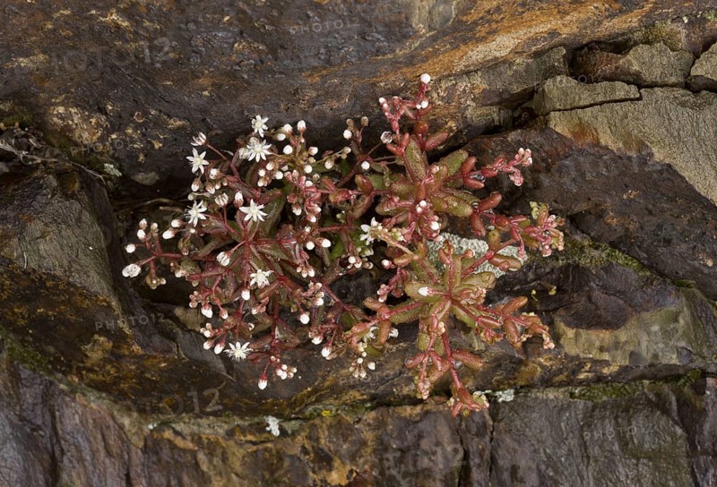 Flowering blue sky stone-crop