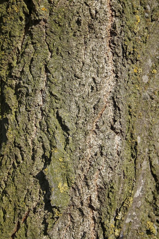 Lombardy Poplar