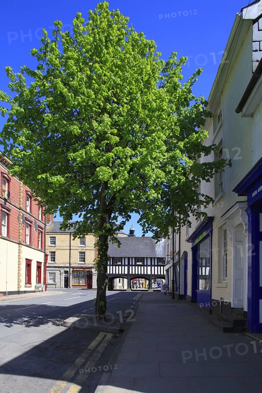 Growth of lime tree