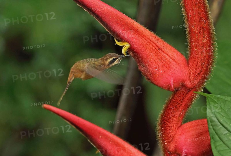 Streak-headed hermit