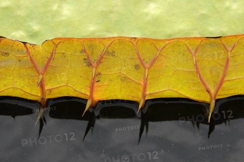 Amazon water lily