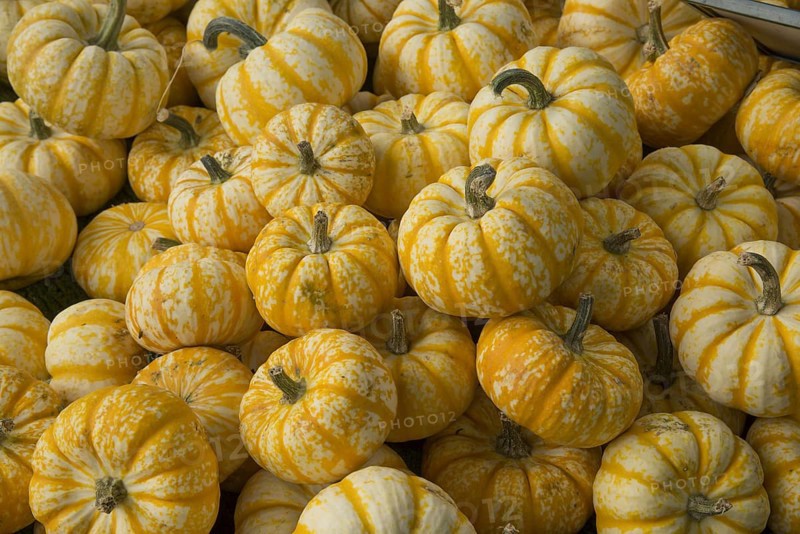 Squash
