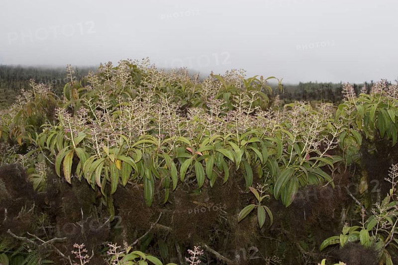 Miconia robinsoniana a shrub that grows over 500 m high on San Cristobal