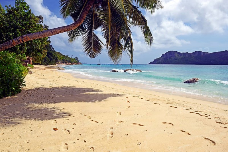 Beach and palm trees at Anse Boudin