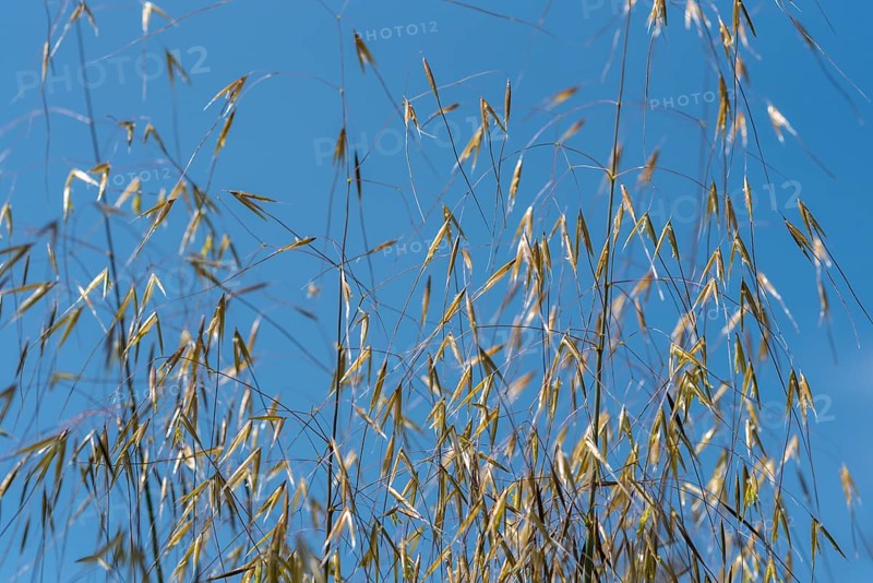 Giant feather grass