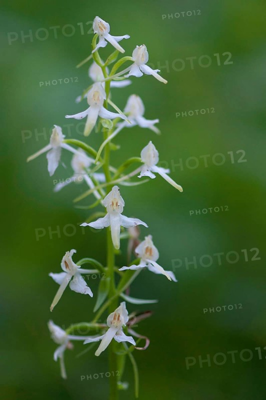 (Platanthera bifolia)