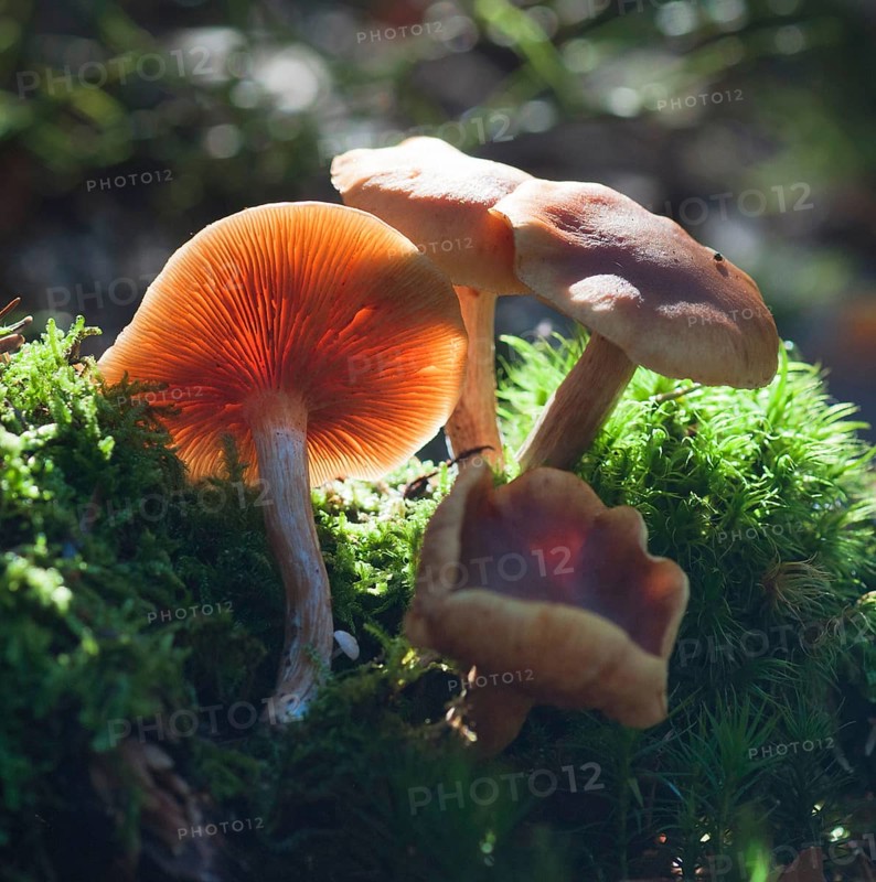 Freckle-gilled gymnopilus