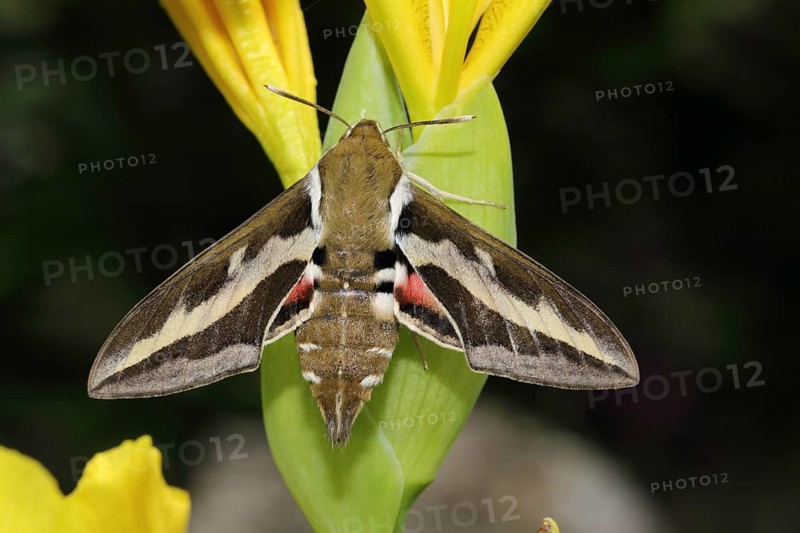 Bedstraw hawk-moth