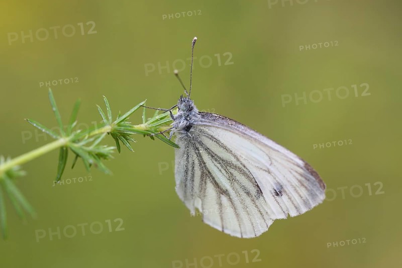 Green-veined White