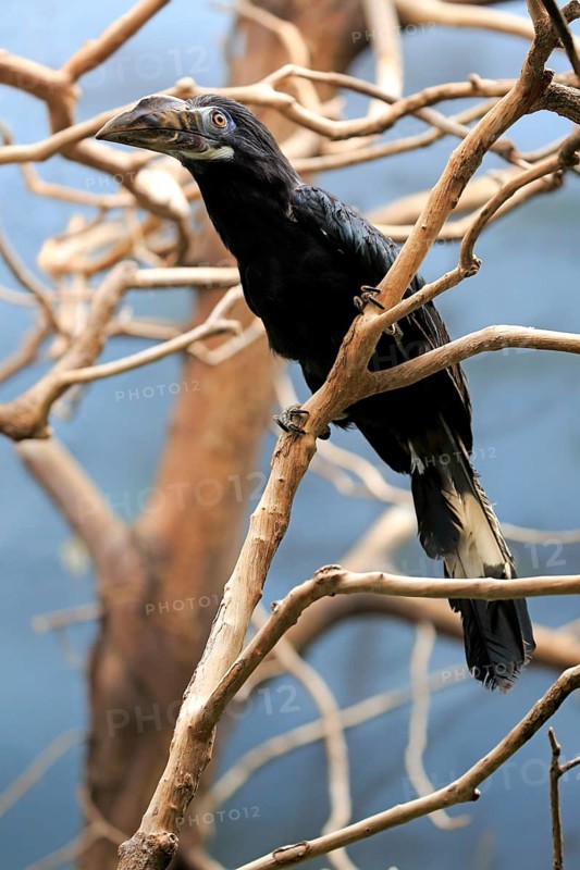 Visayan Tarictic Hornbill