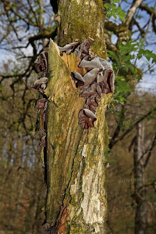 Jew's ear