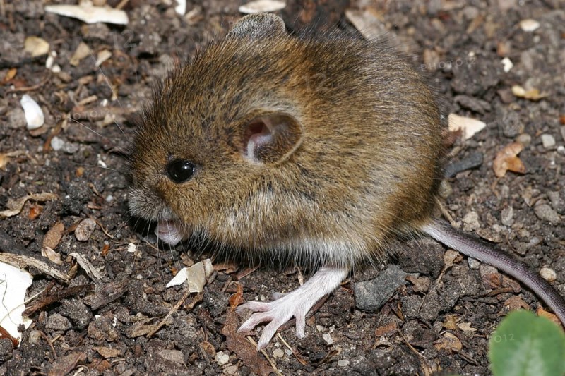 Wood mouse
