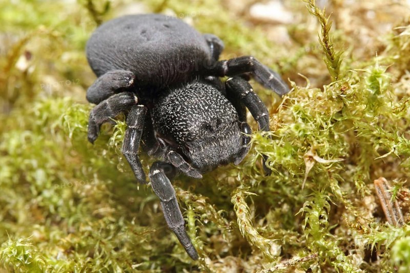 Ladybird spider