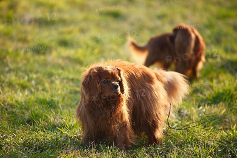 Cavalier King Charles Spaniel