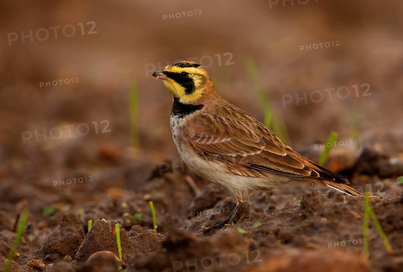 Shore Lark