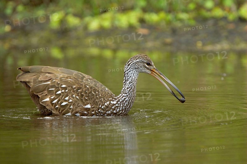 Limpkin
