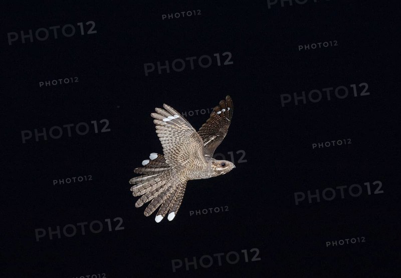 Nightjar